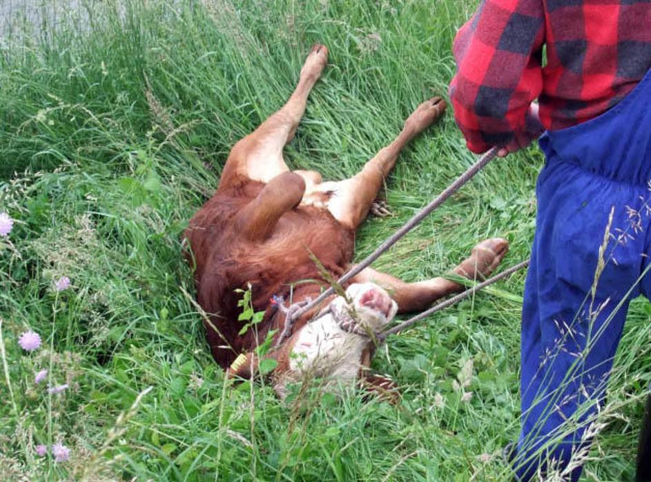 Bikec ni želel pod nož, zato jo je ucvrl na prostost. In res si je izboril še me