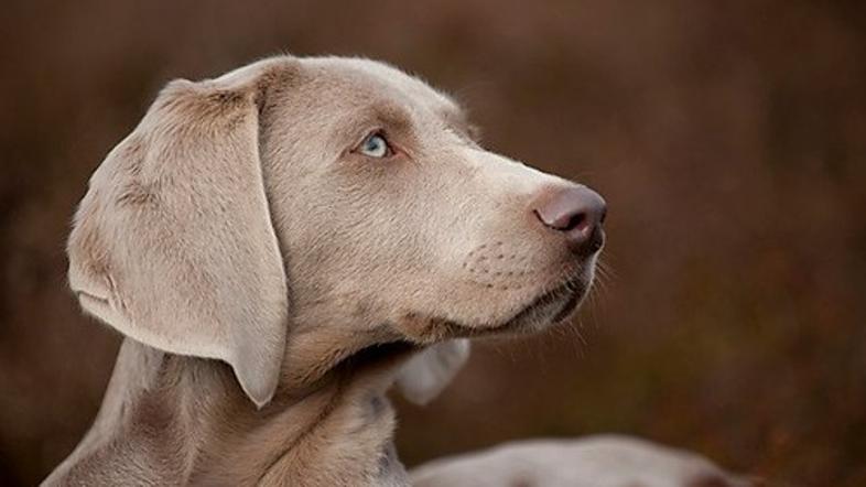 Weimaraner