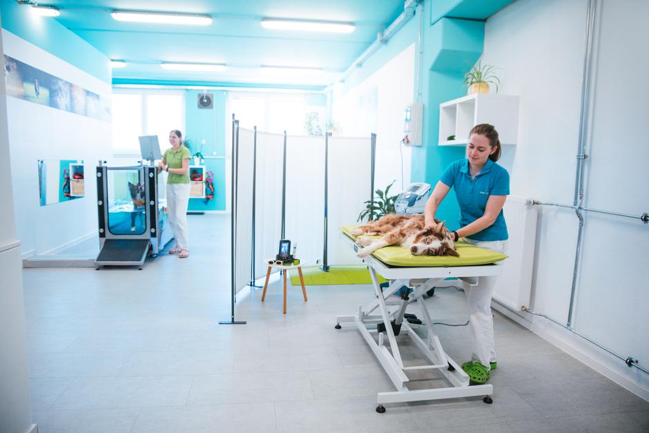 Fizioterapija za pse Dogs4motion | Avtor: Anja Troha