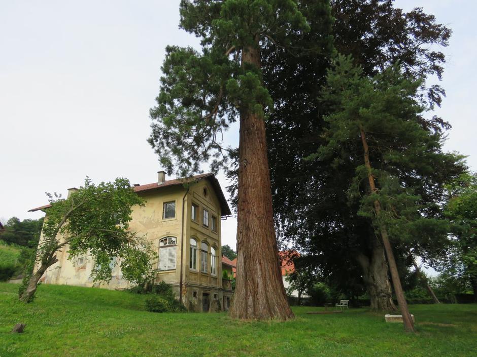 Hincejeva sekvoja | Avtor: Žurnal24 