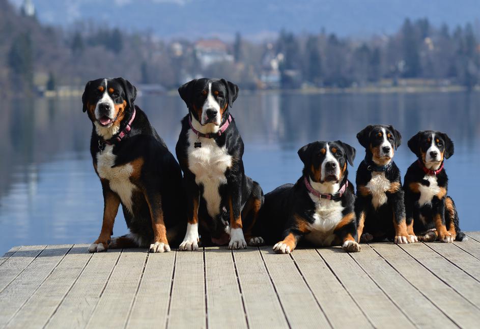 Veliki švicarski planšarski pes