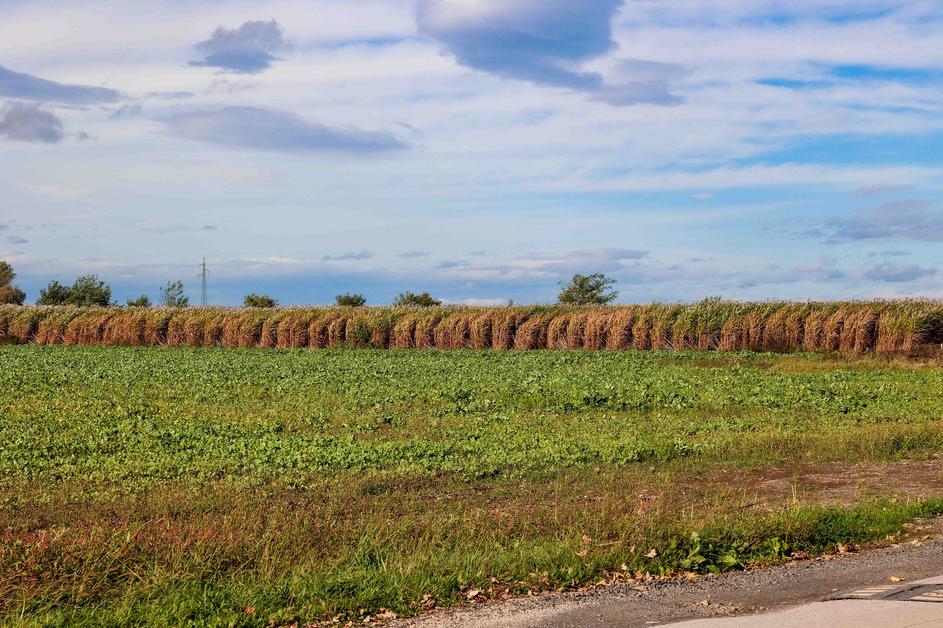 romsko naselje Pušča