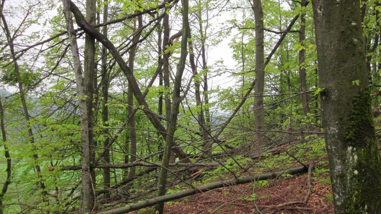 Podrta drevesa v Horjulu