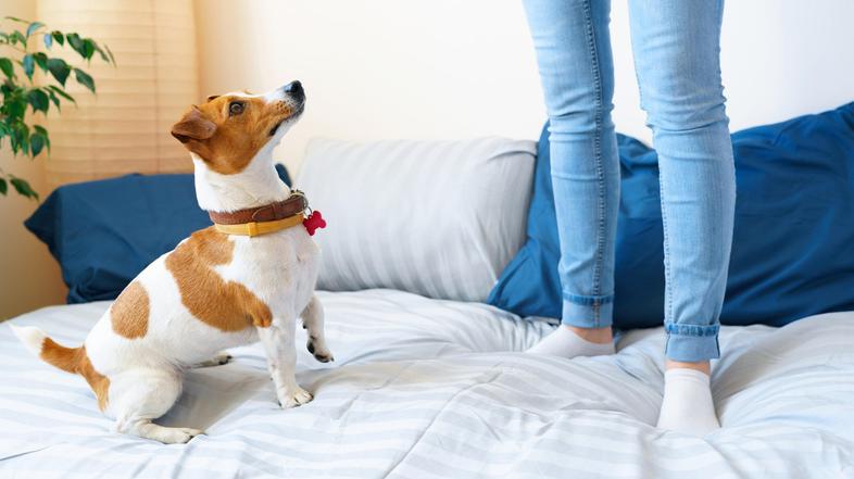 postelja, vzmetnica, spanje, spalnica, prišice, jogi