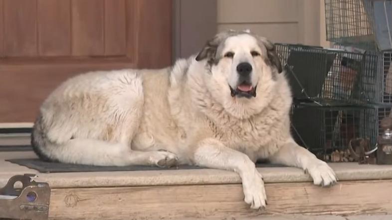 Pogrešni deček prehodil 11 kilometrov po nevarni divjini Arizone, rešil ga je pes