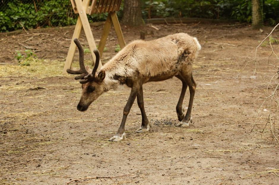 ZOO Ljubljana | Avtor: ZOO Ljubljana