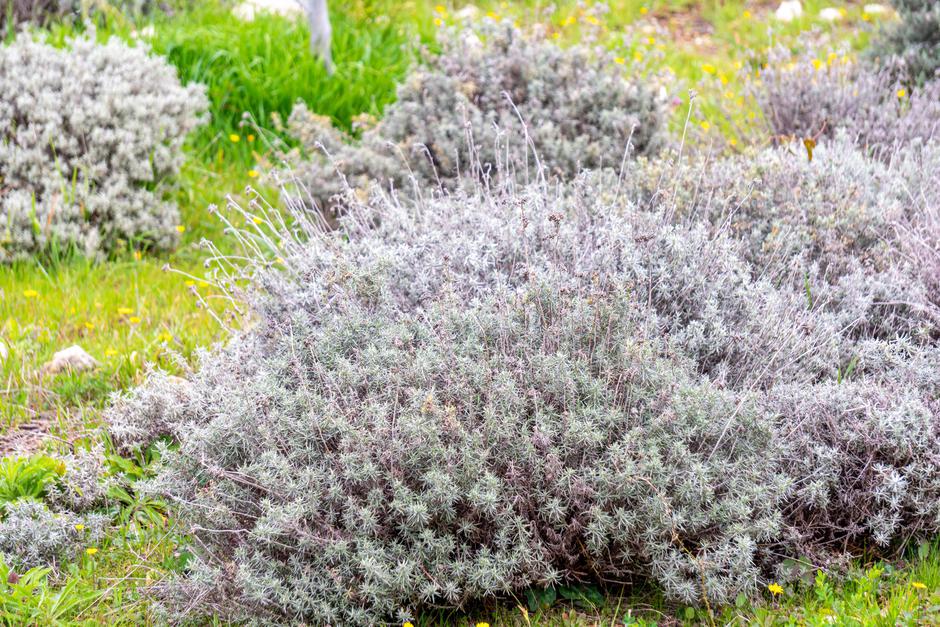  | Avtor: Frlan Media