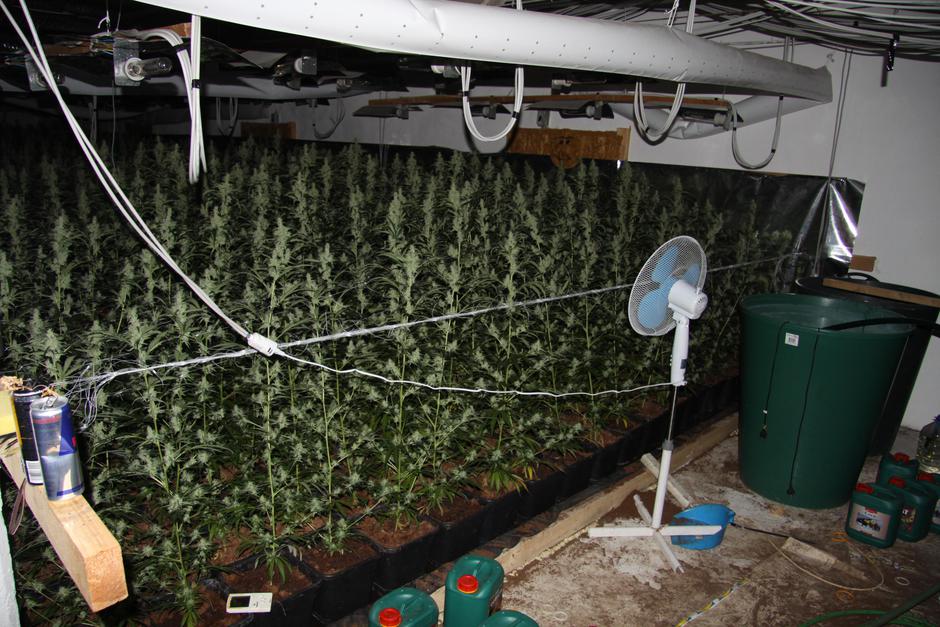 konoplja laboratorij | Avtor: PU Koper