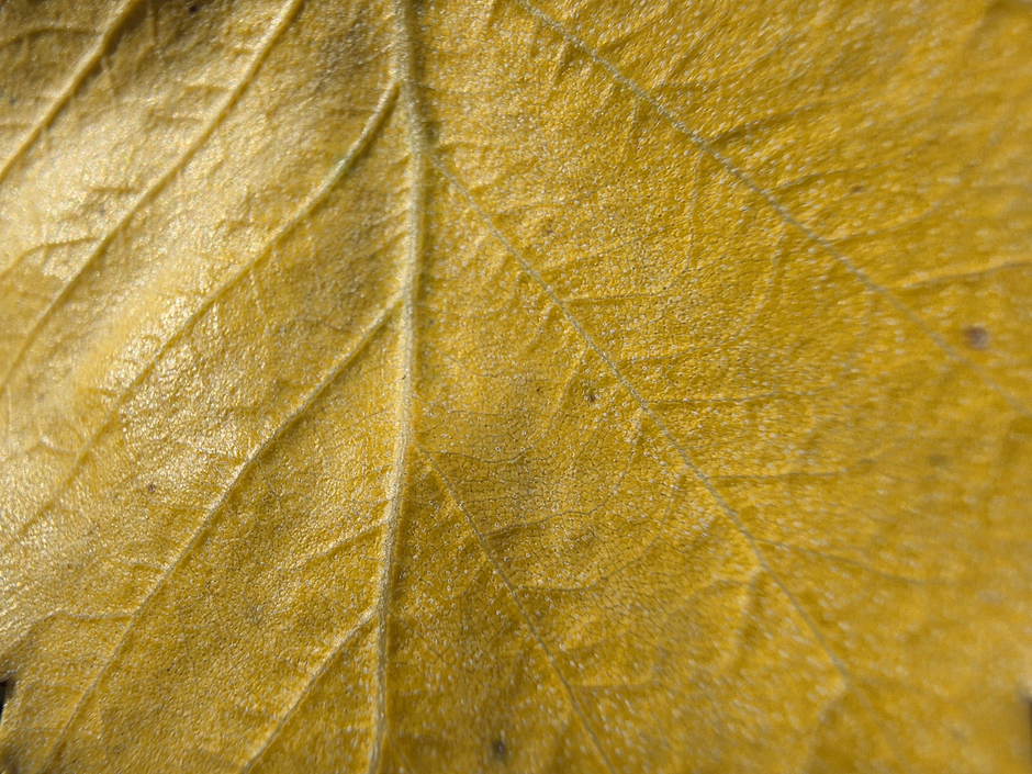 telefon Samsung Z Fold7 | Avtor: Žurnal24 