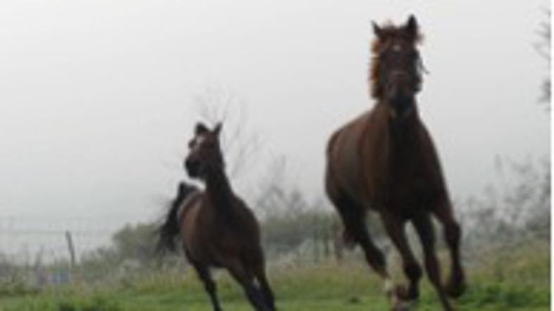 Konjeniški klub Gibanje