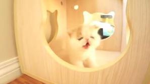 mačka laja lajež lajanje