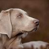 Weimaraner