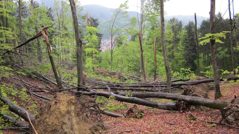 Podrta drevesa v Horjulu