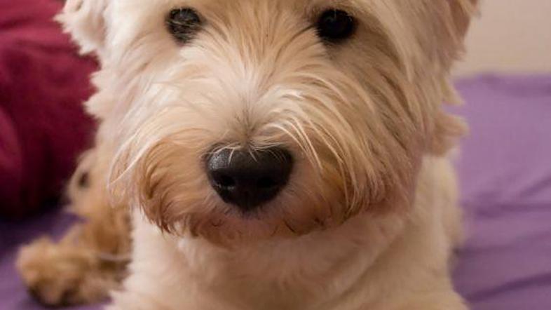 Kepica. Foto: iStockphoto