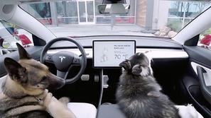 Tesla dog mode