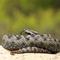 modras Vipera ammodytes