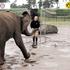 slon slonica Nelly Hodenhagen ZOO živalski vrt Borussia Dortmund Bayern