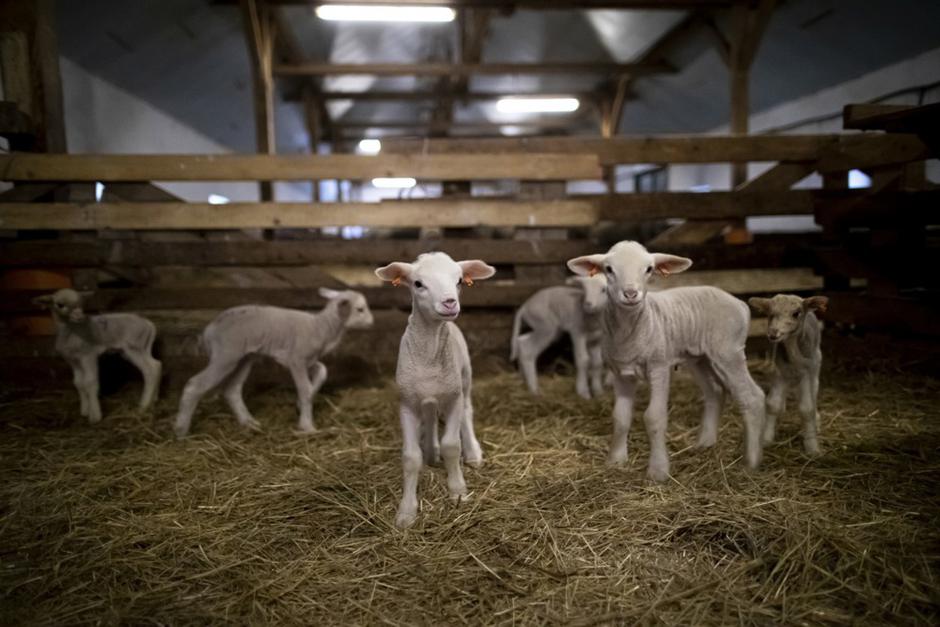 jagnjeta v hlevu | Avtor: Epa