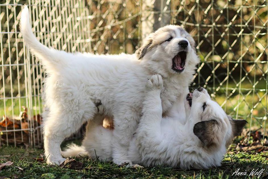 Planinski pirenejski pes