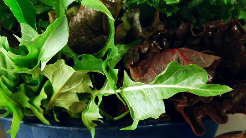 Pripravite regratovo solato. (Foto: Shutterstock)