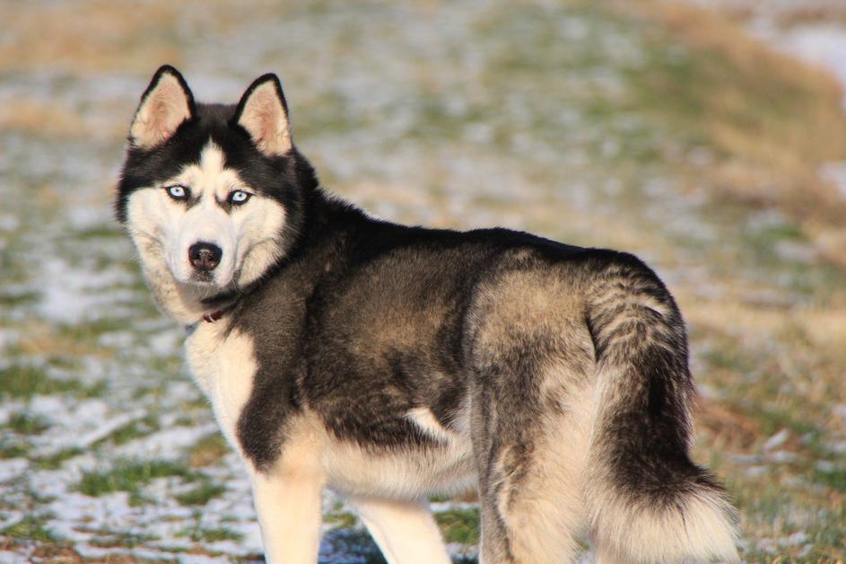 Sibirski husky