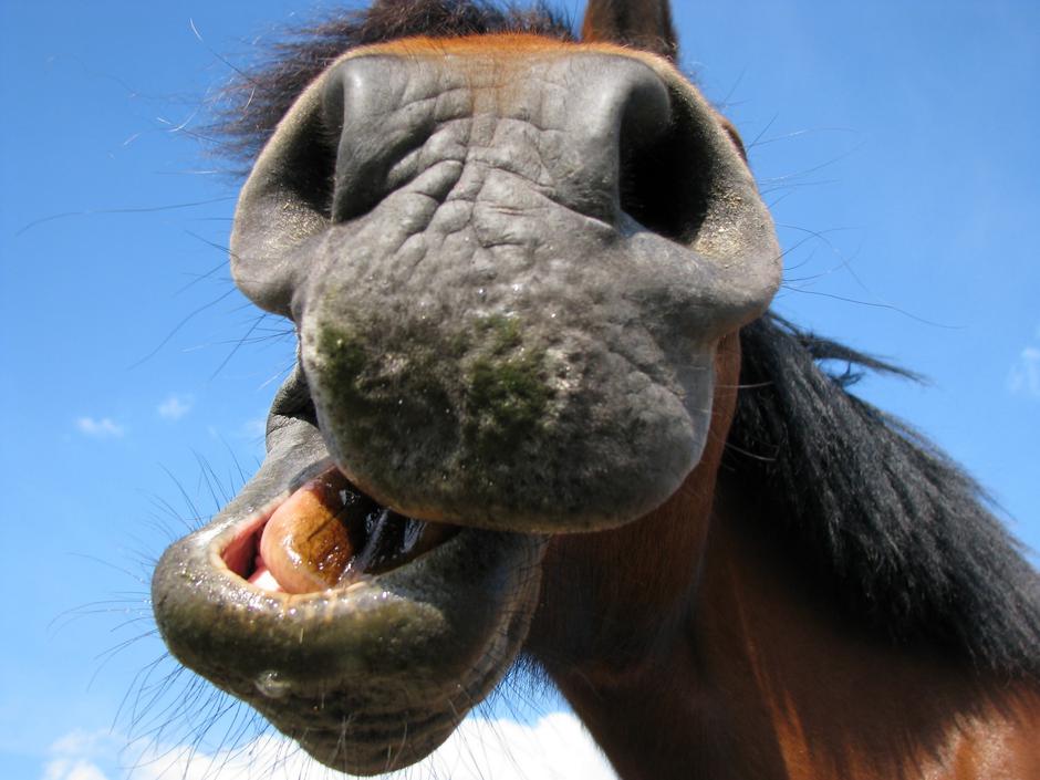 Konj | Avtor: Profimedia