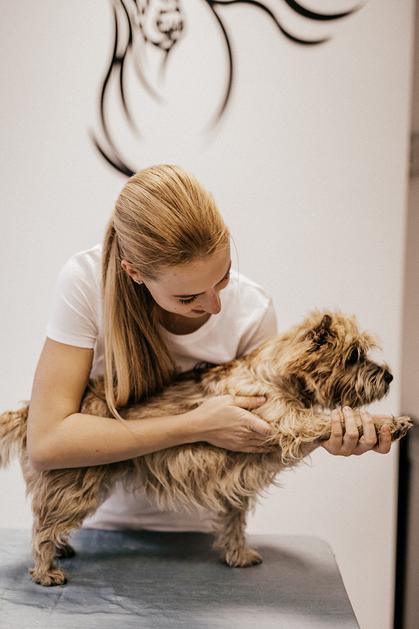 Fizioterapija za živali - Humanimal Fizio