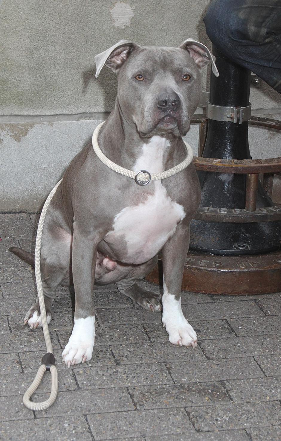 cesar milan | Avtor: Profimedia