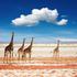 Nacionalni park Etosha, Namibija
