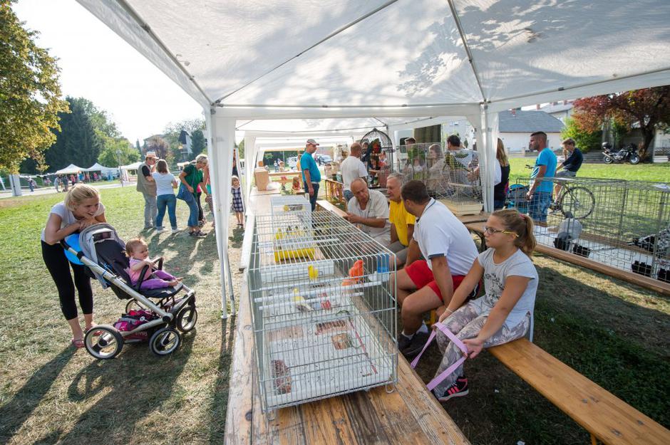 sejem 2016 | Avtor: Anže Petkovšek