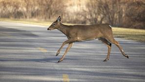 Na nenadno prečkanje živali bodite pozorni predvsem v nočnih in večernih urah. (