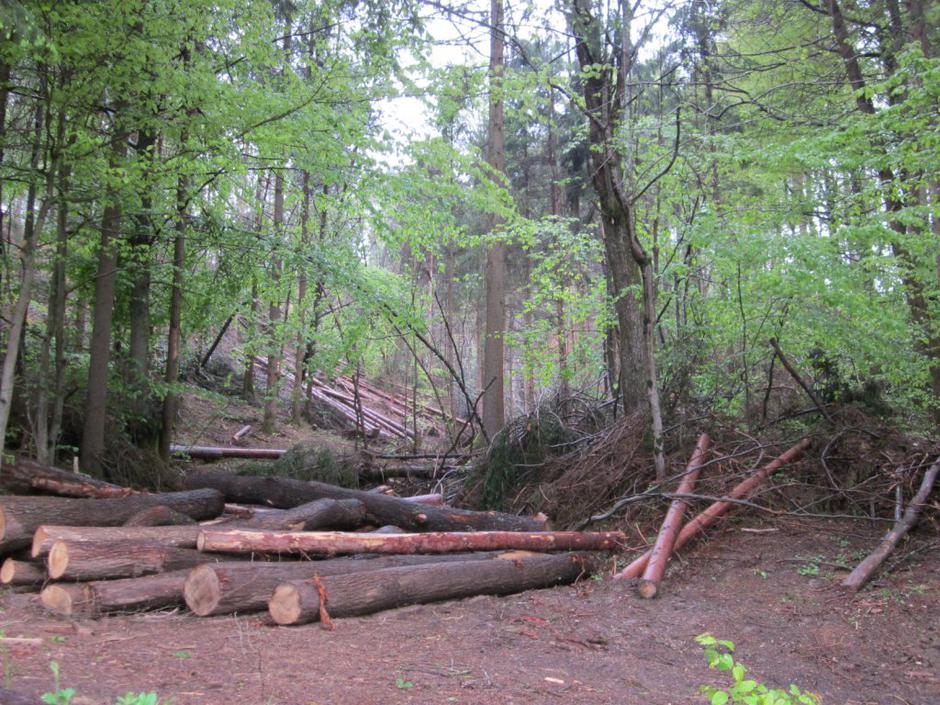 Podrta drevesa v Stranski vasi | Avtor: Katarina Klepec