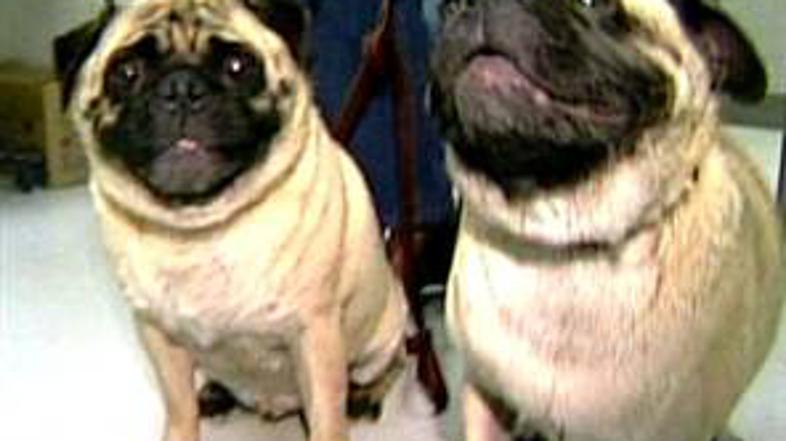 Mopsa sta 14 dni jedla meso lastnika, ki je storil samomor.