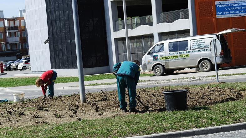 Zaposleni v Vrtnarstvu Celje so še prejšnji teden zasajali zelenice v Mestni obč