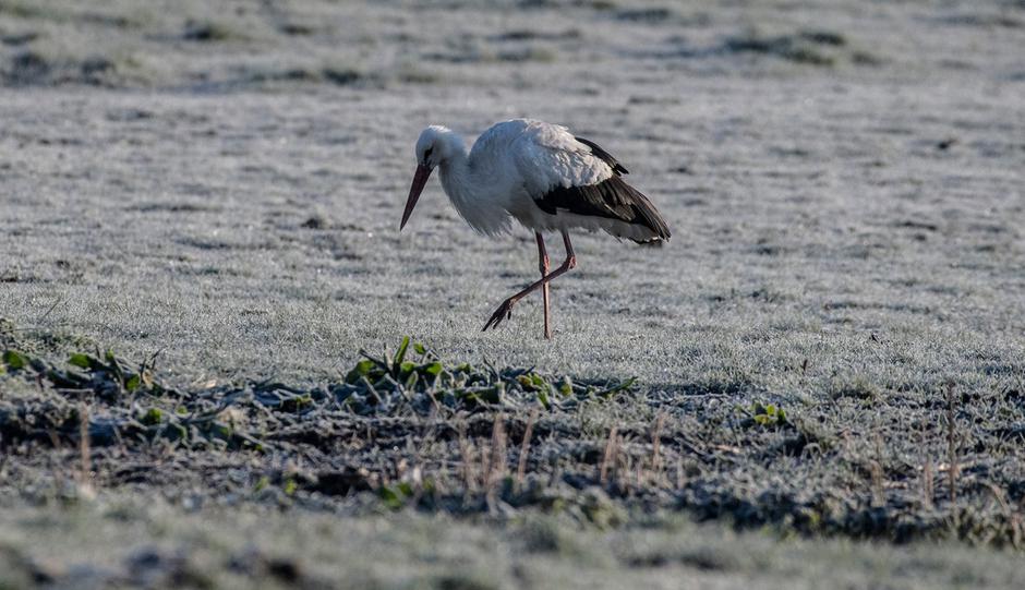 pomlad vreme slana narava štorklja | Avtor: Profmedia