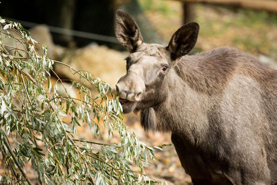 ZOO Ljubljana | Avtor: ZOO Ljubljana