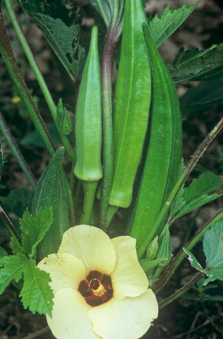 Okra | Avtor: Profimedias