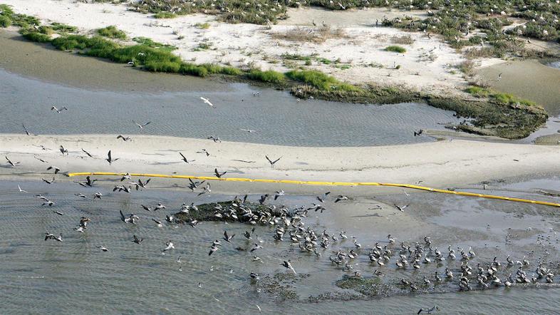 Številne ptice so ogrožene zaradi naftnega madeža. 