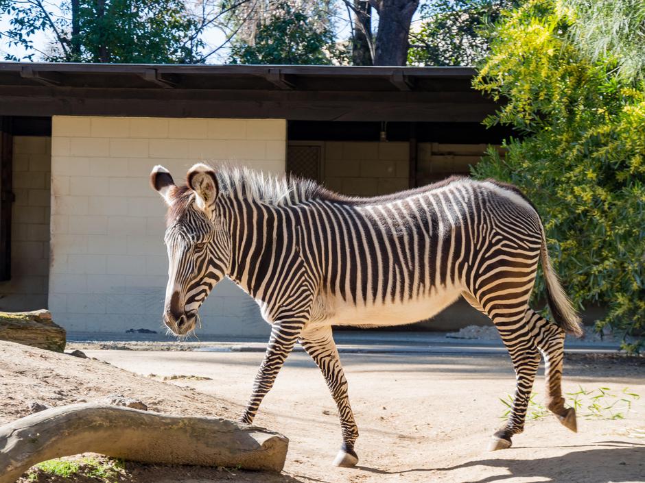 Zebra | Avtor: Profimedia