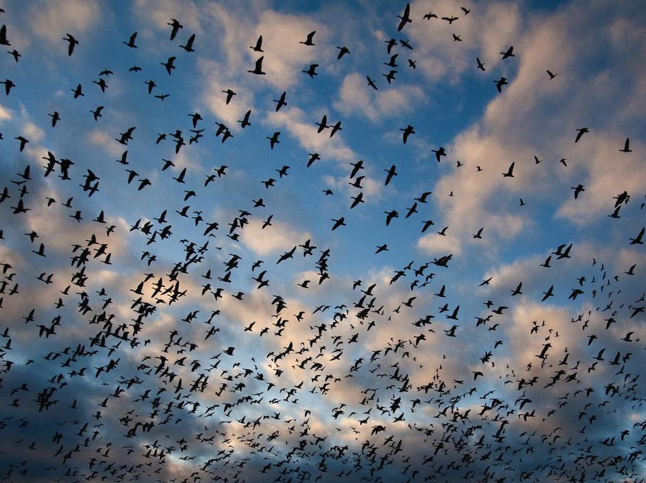 Jata snežnih gosi, Kanada