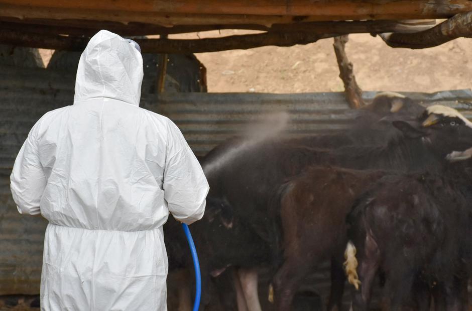 zaščitna oprema govedo | Avtor: Profimedia