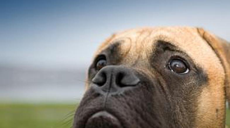 "Normalen" bullmastif tehta veliko manj kot Boris, ki se vsako jutro masti z ost