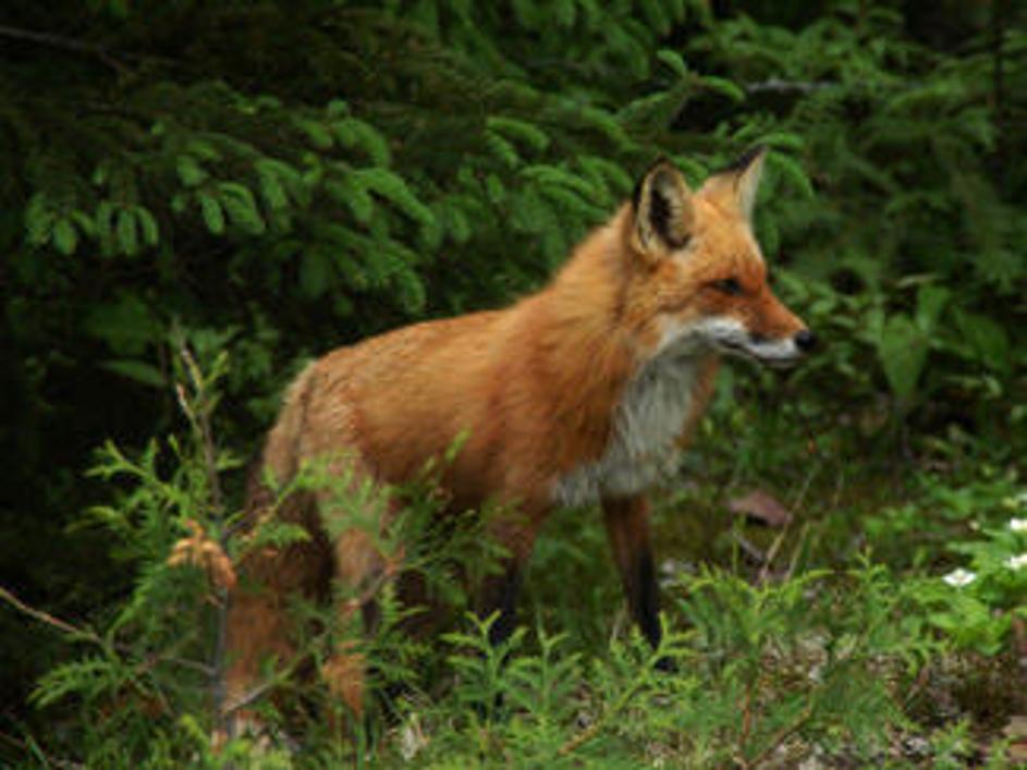 Ugriz stekle živali je za človeka lahko hitro usoden. (Foto: iStockphoto)