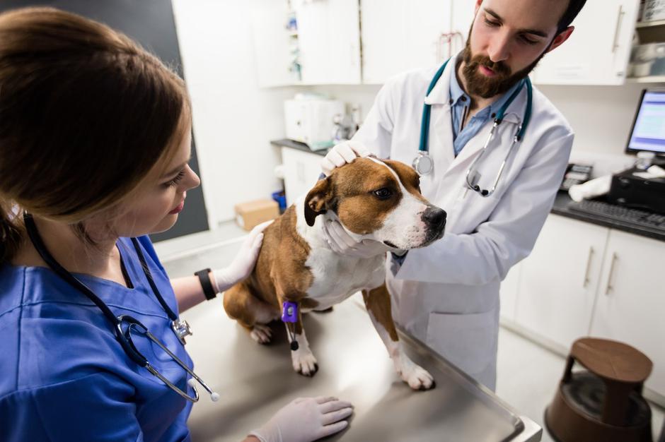 veterinar | Avtor: Profimedia