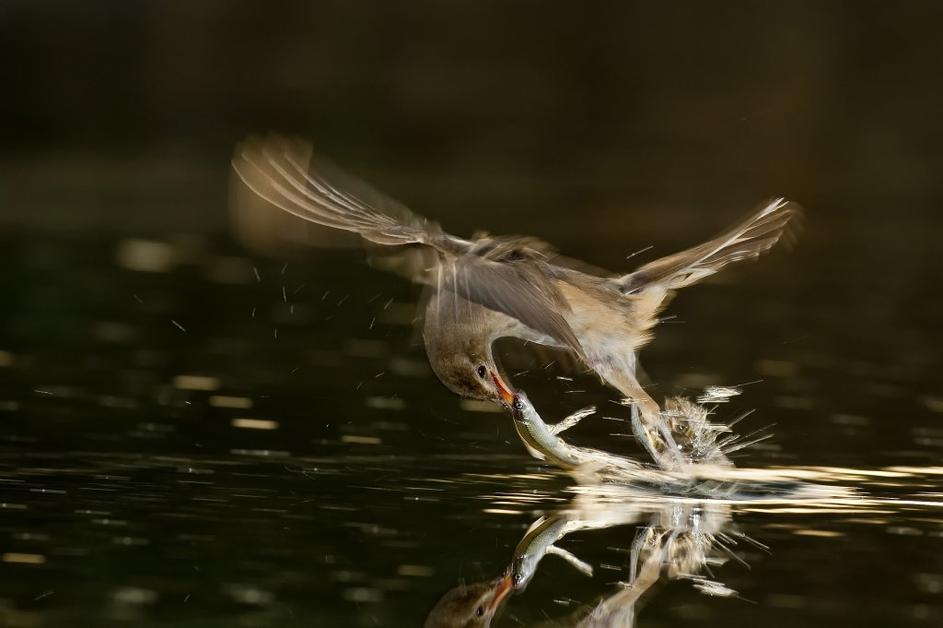 Wildlife photographer of the year