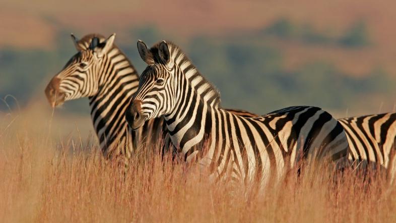 JAR, zebra