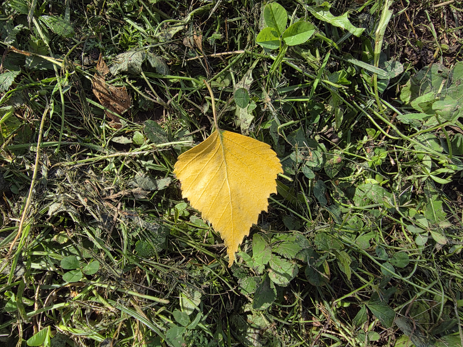 telefon Samsung Z Fold7 | Avtor: Žurnal24 