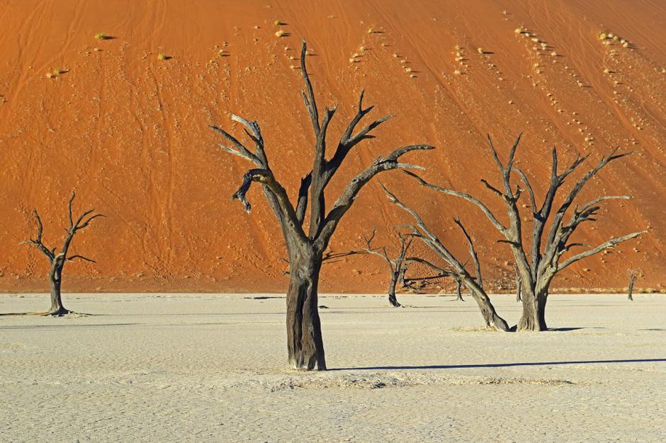 Puščava | Avtor: Profimedias