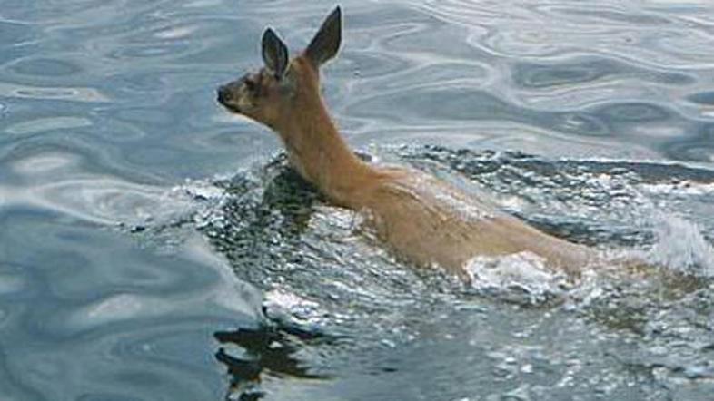 Kar nekaj kopalcev je srne srečalo med plavanjem v morju.