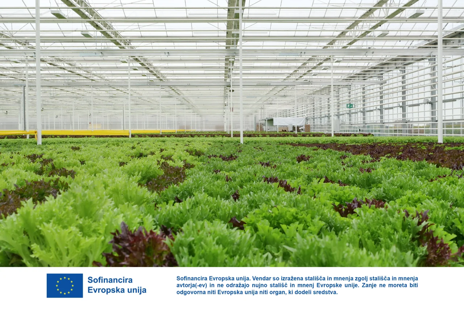 steklenjak Panvita Nemščak pridelava solate | Avtor: Dani Kolarič